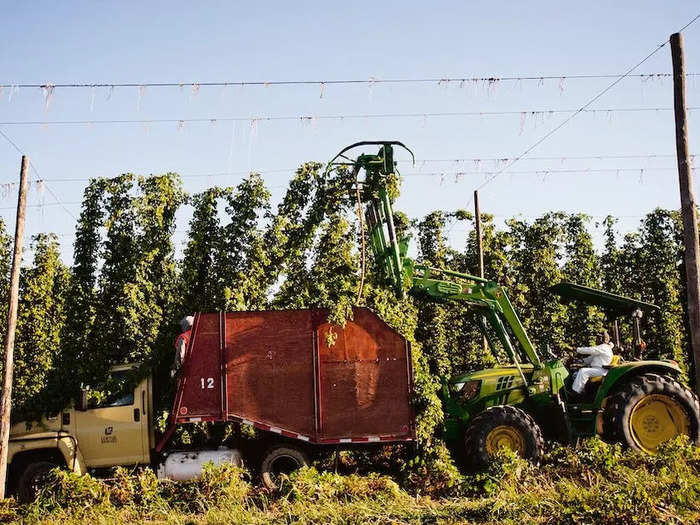 The hop harvest at Loftus Ranches had to be timed perfectly.