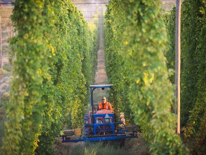 ...within 24 hours of harvest from Loftus Ranches in Yakima, Washington to Maui Brewing Co. in Hawaii and 49th State Brewing in Alaska.