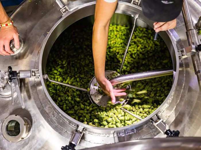 Undried hops are typically rushed from farm to brewery as soon as they are harvested to be added fresh to the boil during the beer-making process.