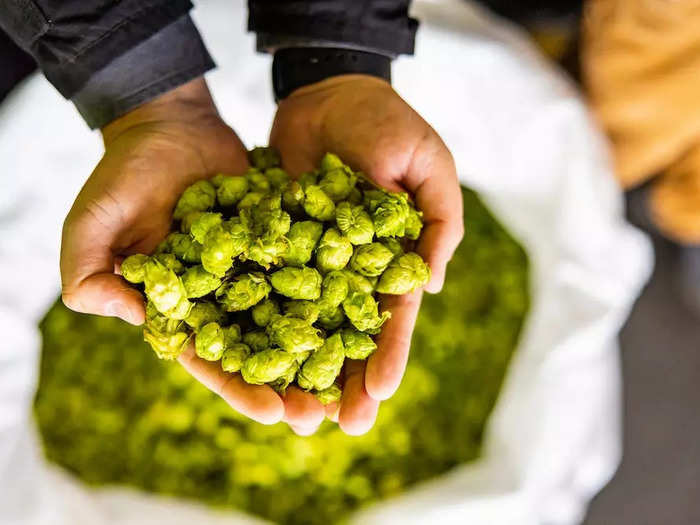 The key ingredient in a West Coast IPA: Hops grown mostly in Washington and Oregon.