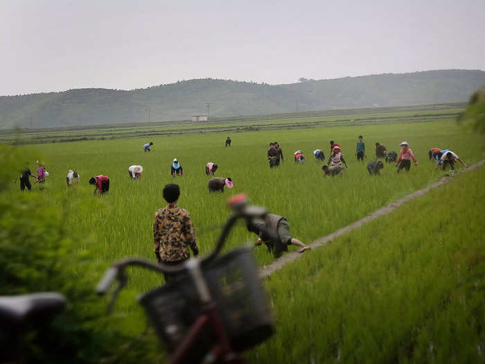 Men and women work together in rice fields in North Korea