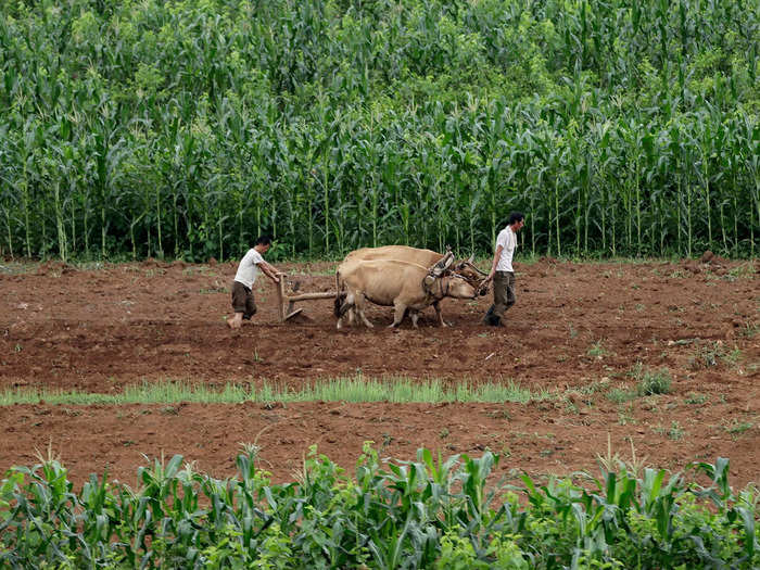 Around 37 percent of all North Koreans work in agriculture and use primitive methods to cultivate the land.