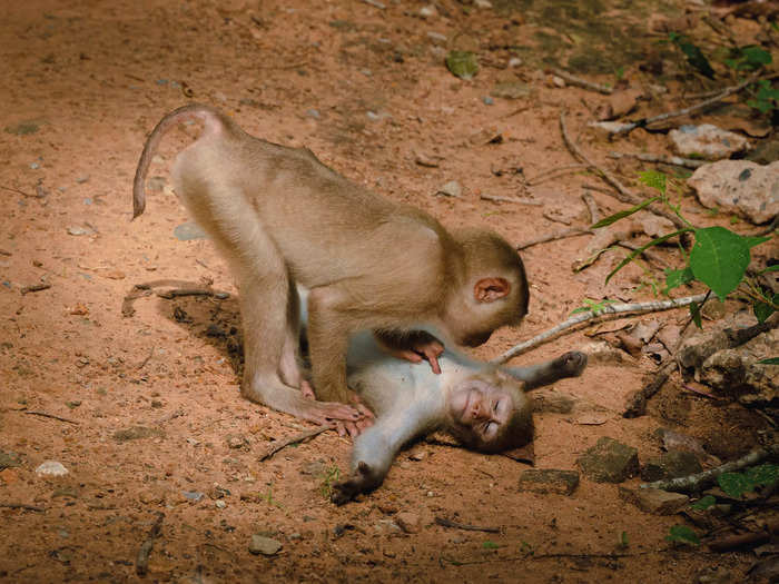 Highly Commended: Federica Vinci photographed a monkey taking care of another in "Monkey Wellness Center."