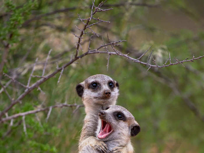 Highly Commended: The meerkats in "I