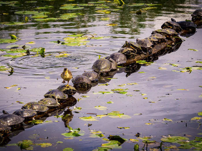 Highly Commended: A duckling crossed over a line of turtles in "Excuse Me...Pardon Me!" by Ryan Sims.