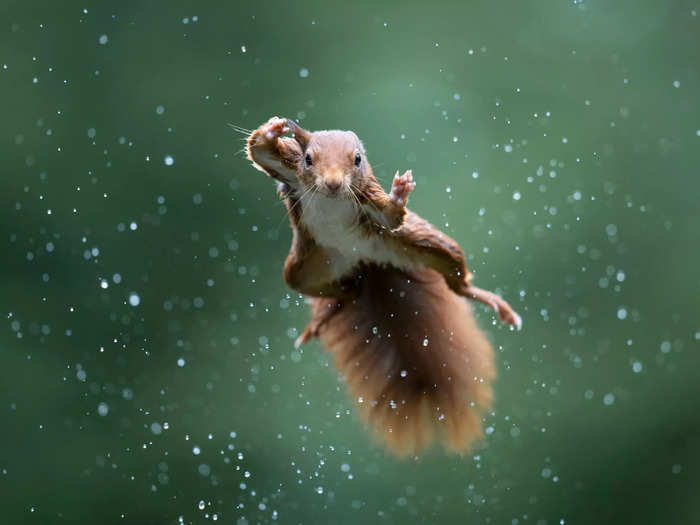 Highly Commended: Alex Pansier captured a red squirrel mid-jump in "Jumping Jack."