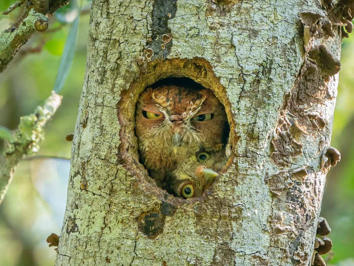 Highly Commended: In "Tight Fit" by Mark Schocken, a mother owl did not appear thrilled when her baby squished itself into the opening of their nest hole.