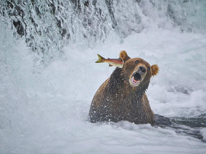 Highly Commended: In "Fight Back" by John Chaney, a salmon resisted a bear