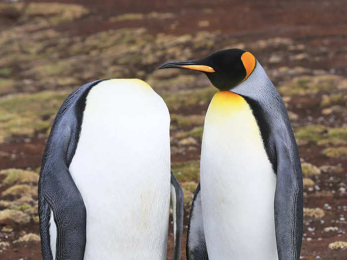 Highly Commended: Martin Grace titled this eye-catching shot of two penguins "Keep Calm And Keep Your Head."