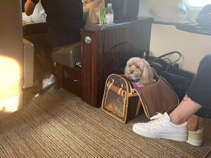 Two passengers brought their dogs onboard. When one relieved himself in the lounge, a staff member even cleaned it up (despite the owner