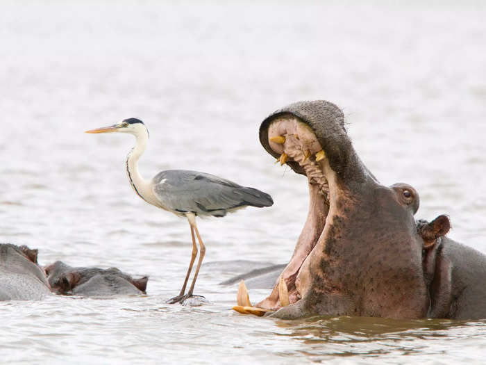 The hippo in "Misleading African Viewpoints 2" by Jean Jacques Alcalay looked like it was about to eat a heron, but it was just yawning.