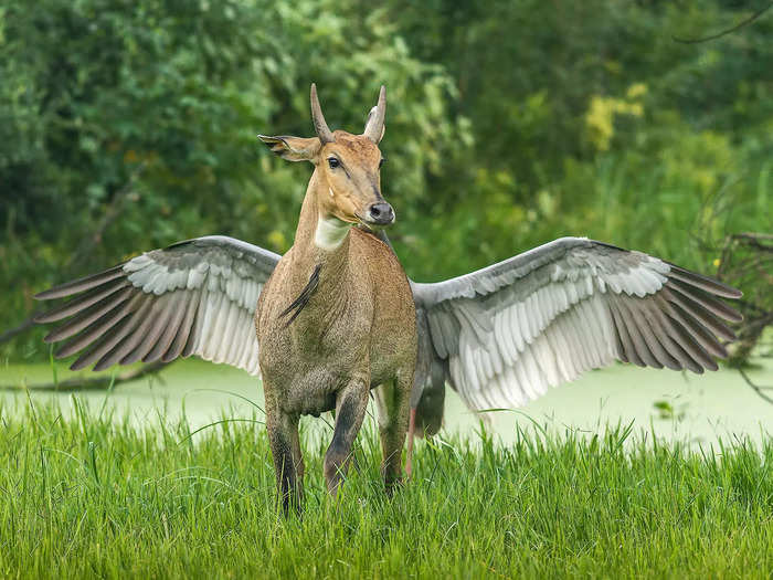 Photographer Jagdeep Rajput captured a Pegasus-like optical illusion with a bird and a bull in his photo titled, "Pegasus, The Flying Horse."