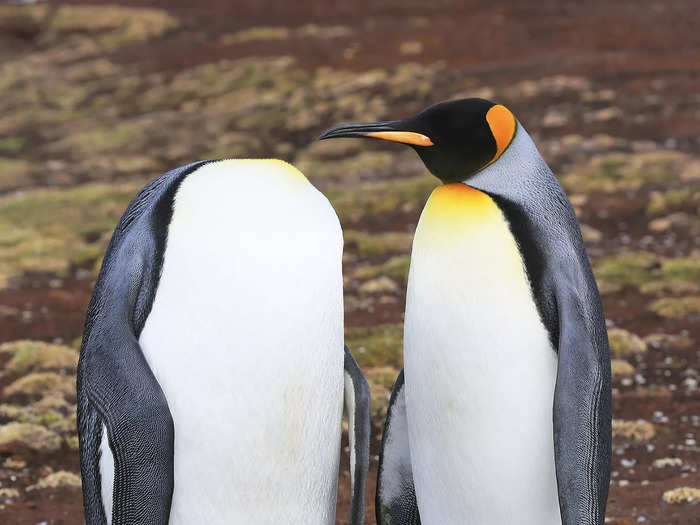 Martin Grace titled this eye-catching shot of two penguins "Keep Calm And Keep Your Head."