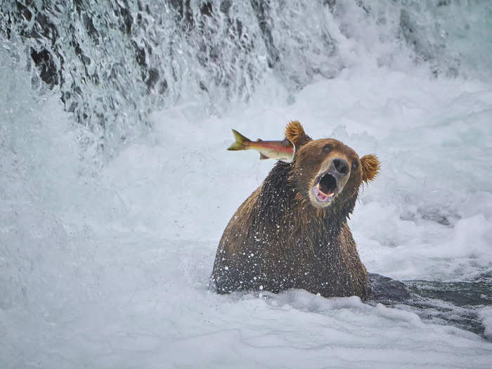 The salmon in "Fight Back" by John Chaney looks like it