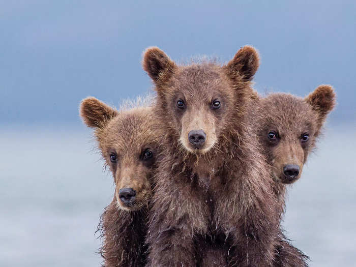 In "Three-Headed" by Paolo Mignosa, three bear cubs stood so close together that they seemed to create a three-headed creature.