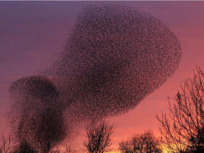 25. A starling murmuration, aka a 