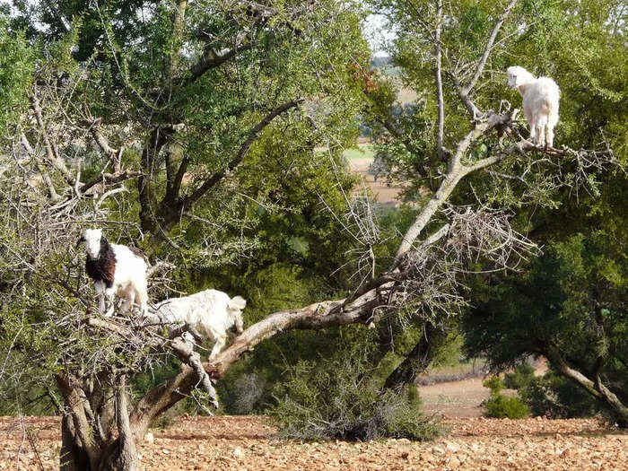 22. Goats! In trees!