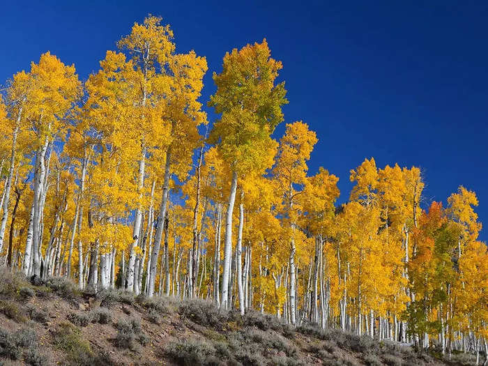 18. Clonal tree groves