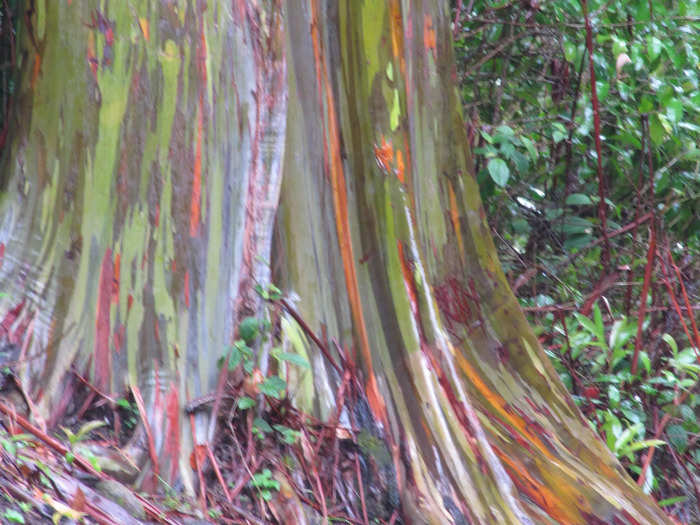 13. Rainbow eucalyptus