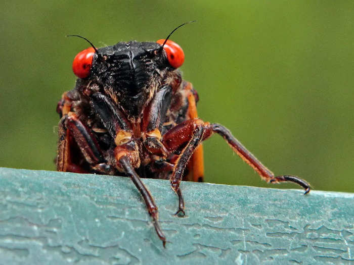 8. Synchronized hordes of cicadas