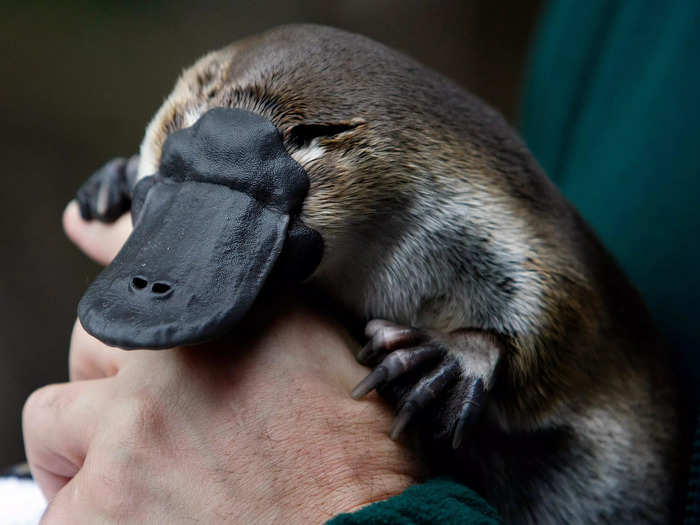 The platypus uses its bill to detect electric fields produced by prey