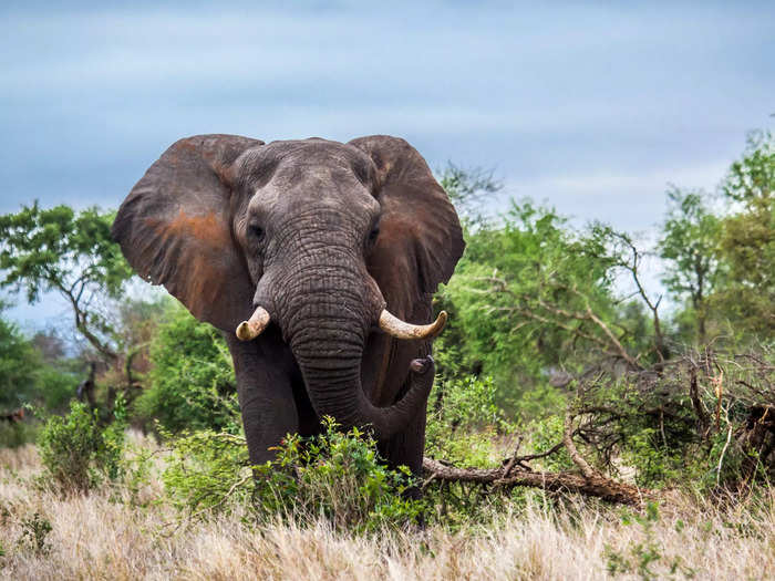 Elephants use their giant ears to cool down.