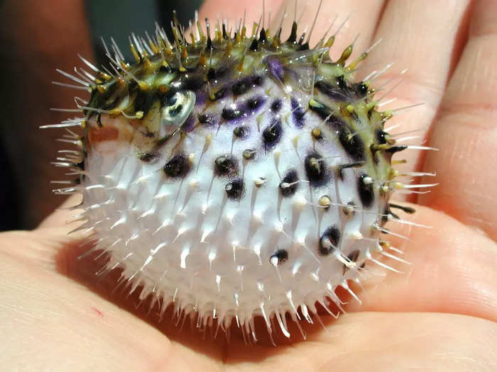 Pufferfish can inflate to more than double their original size.