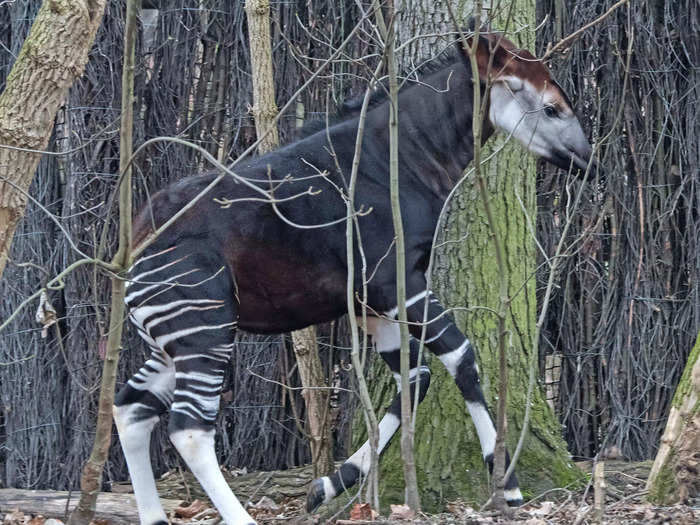 Okapi have scent-glands on their feet.