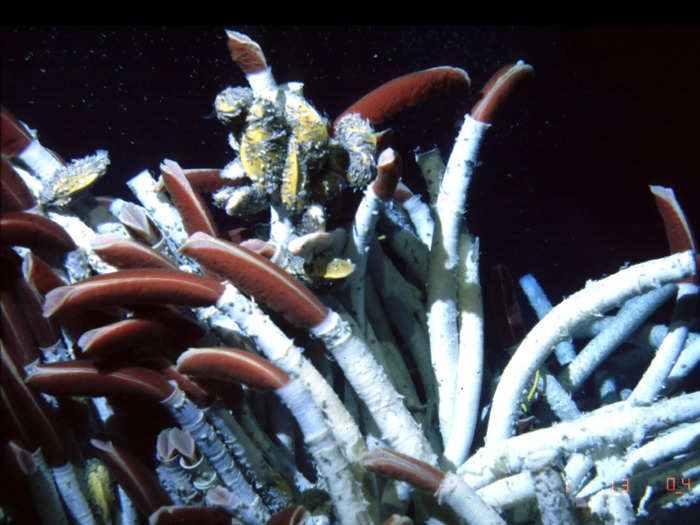 Tubeworms turn toxic water into food.