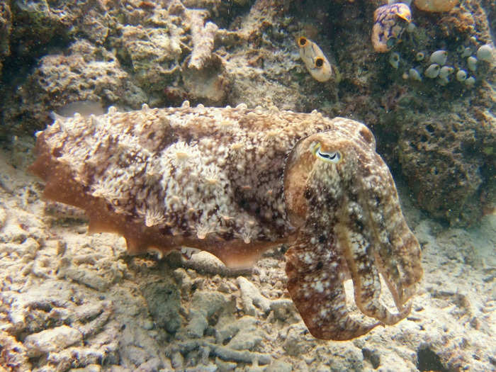 Cuttlefish blend into their surroundings.