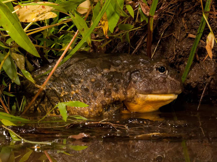 African bullfrogs create mucus "homes" to survive the dry season.