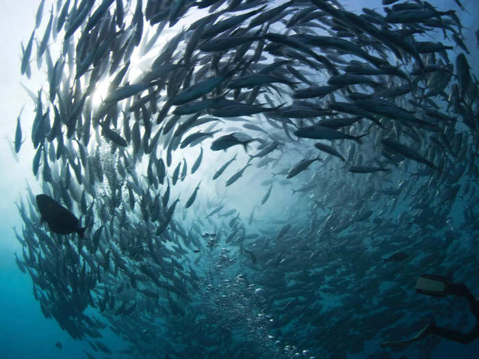 Antarctic fish have "antifreeze" proteins in their blood.