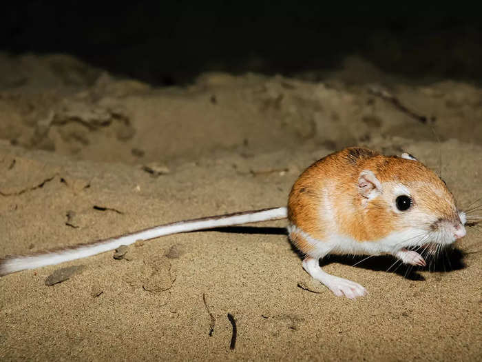 Kangaroo rats survive without ever drinking water.