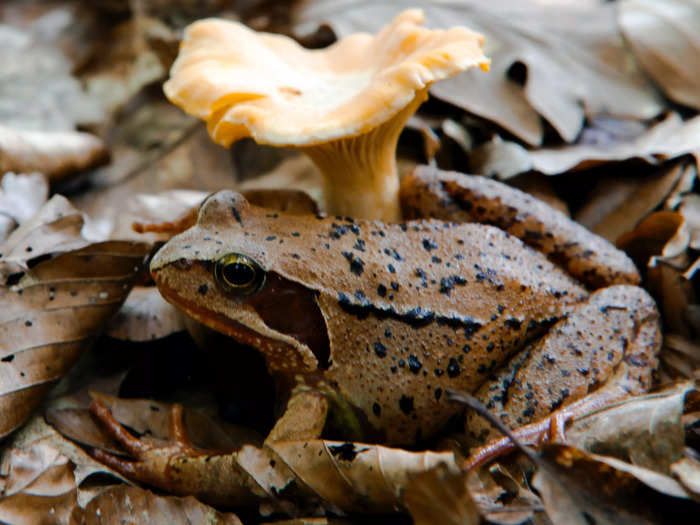 Wood frogs freeze their bodies.