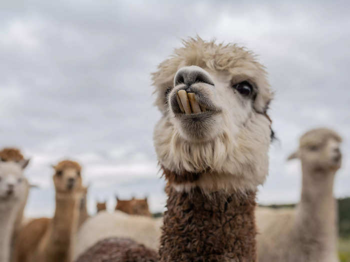 A former pizzeria owner was accused of buying an alpaca farm with his $660,000 PPP loan.