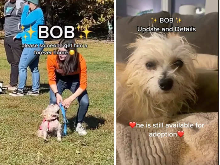 "Bob," the dog who was passed up for adoption, became an overnight star