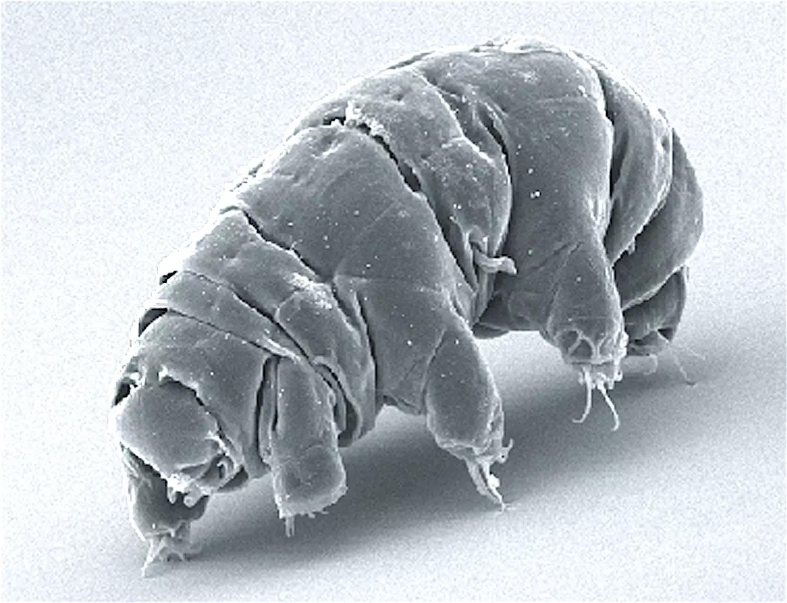 SEM image of a tardigrade, taken on November 16, 2012.