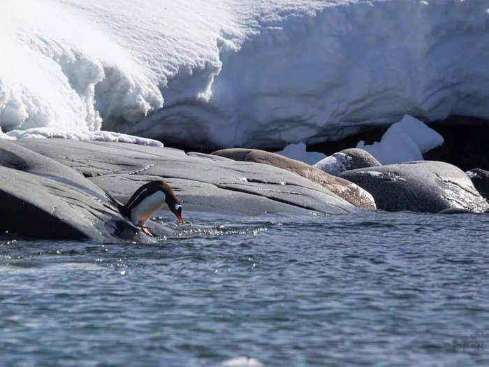 According to an NC State University study, high travel to Antarctica could stress out the penguins, so be respectful of the wildlife and don