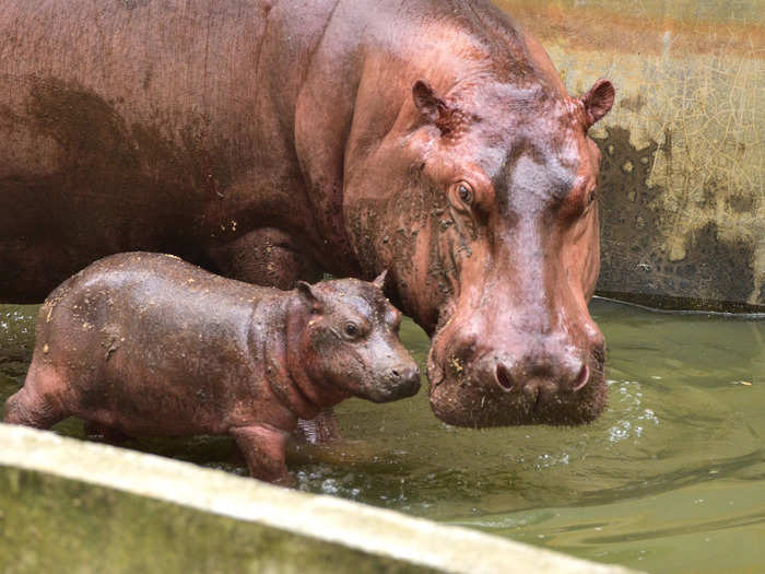 Hippopotamus