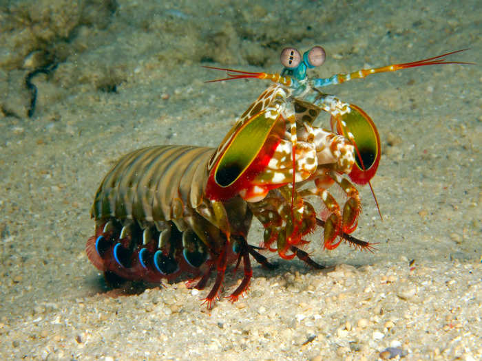 Mantis Shrimp