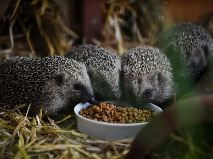 Hedgehogs