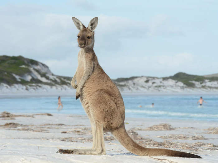 Kangaroo