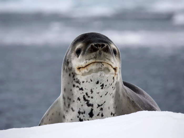 Leopard Seal