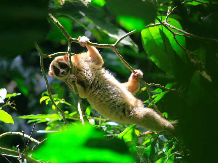 Slow lorises