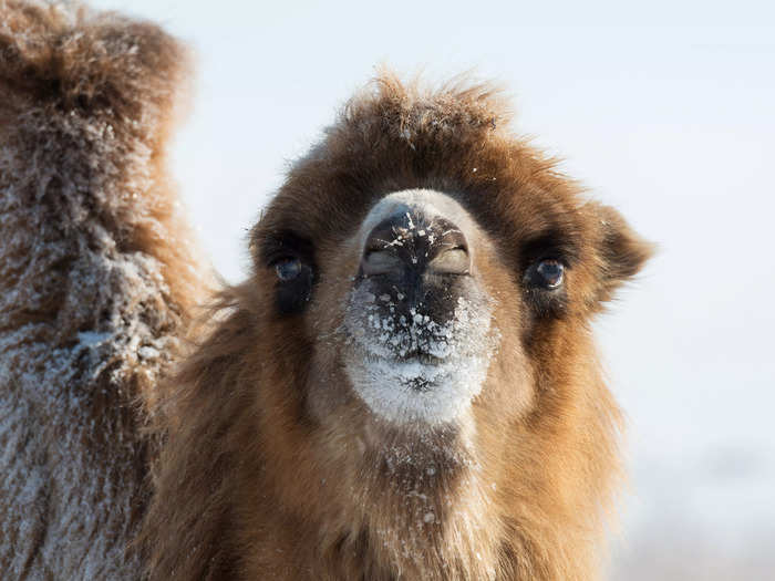 A California camel saw snow for the first time and let his goat friends know how excited he was.