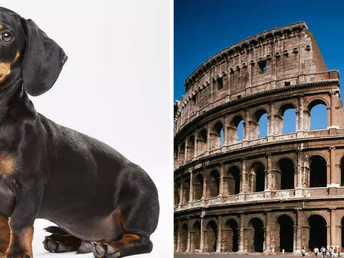 Sausage dogs could have been made to fight bears in the Colosseum of ancient Rome, archaeologists said