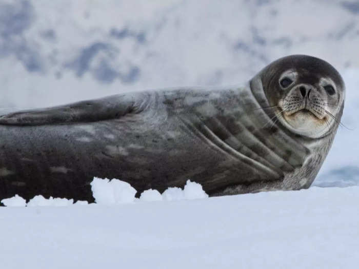 However, this actually provided the best view of whales, seals, and icebergs, so I didn