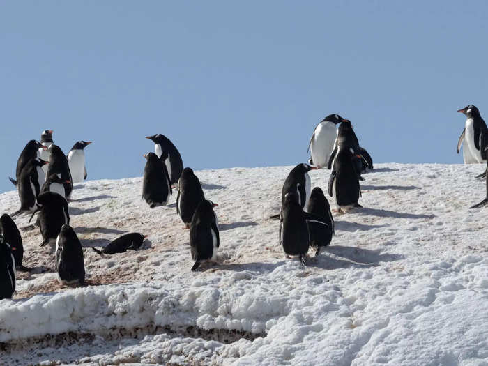 This is to prevent the spread of the avian flu that has been impacting some bird populations, and IAATO worries it could reach the Antarctic penguin populations.