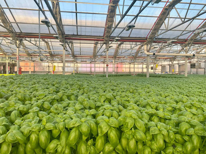 "Our latest greenhouses are advanced, data-driven, climate-controlled facilities — the most efficient production systems available today," Puri said.