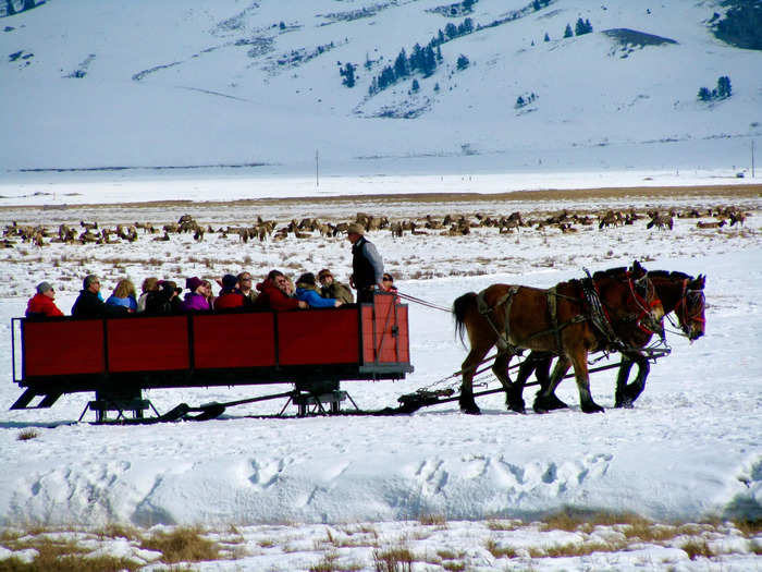 I saw incredible amounts of wildlife, from elk to swans, on a winter wildlife safari in Jackson, Wyoming.